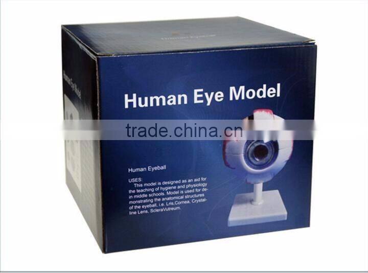 Eyeball enlargement and anatomy structure model teaching medical biology science and education instrument 6 times 3