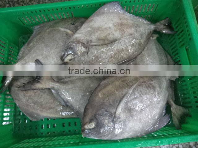 Frozen Black Pomfret