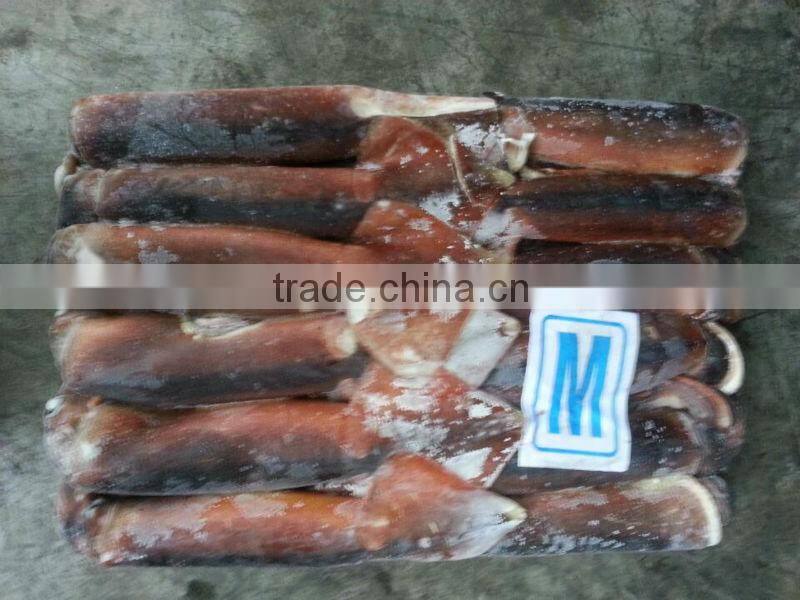frozen illex squid