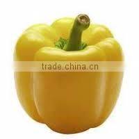 FRESH SWEET PEPPER / BELL PEPPER +84963818434 whatsapp