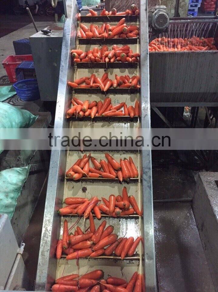 VIETNAM FRESH CARROTS CHEAP