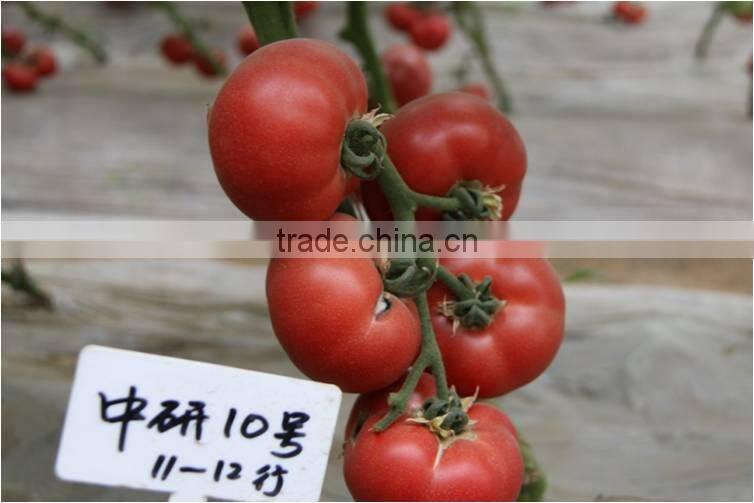 Super High Yield Top Quality Hybrid F1 Indeterminate Growth Big Pink Tomato Seeds For Growing-Zhong Yan No.10