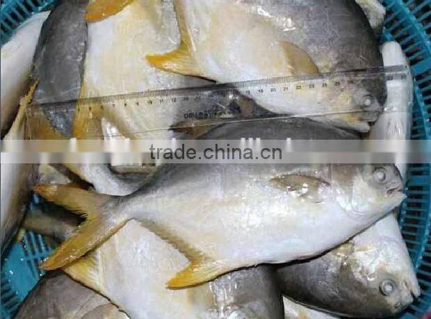 High Quality Frozen Golden Pomfret Fish