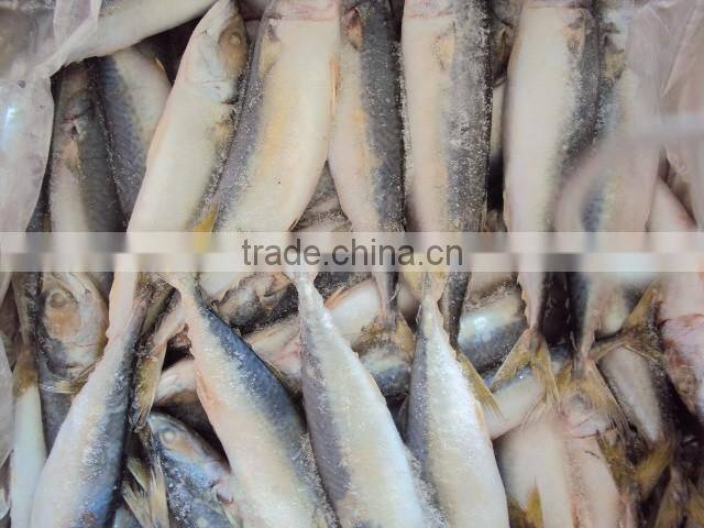Frozen Pacific Mackerel Fish