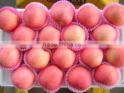Fuji apple exporter in china