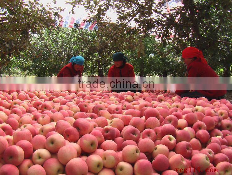 Best selling nutritious Apple Fuji Apples Chinese Fuji Apple