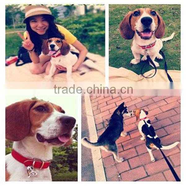 Cow Collars, Turnout Halters and Control Halters