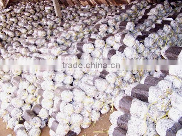 best quality and professional mushroom bag filling machine