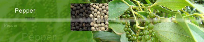 VietNam High Quality Black Pepper 500 g/l - 550g/l (Skype Visimex02)