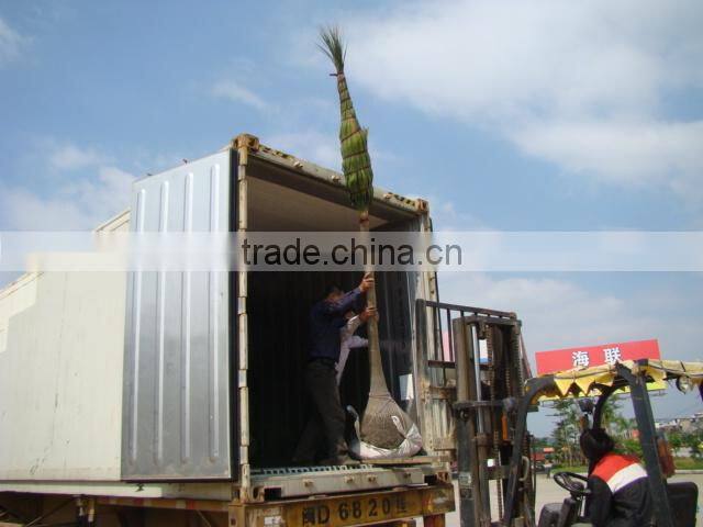 Beaucarnea recurvata Lem Nolina recurvata of outdoor landscape ornamental decorative trees plants