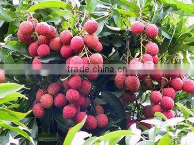 Canned fruit Canned lychee in syrup