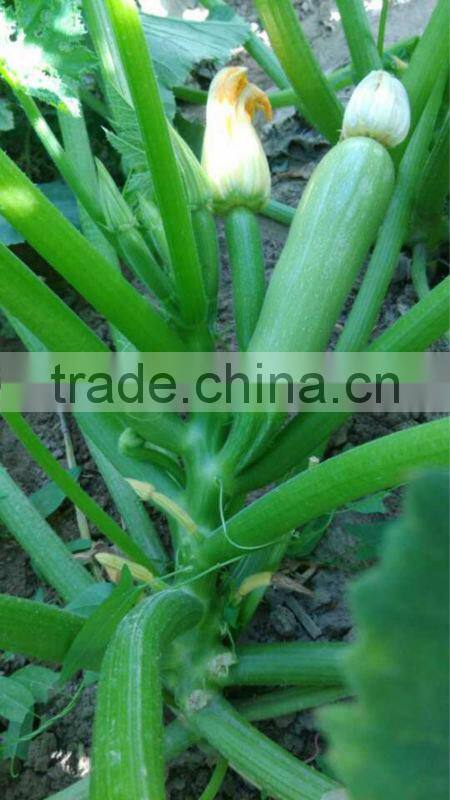 MSQ05 Biyuan Mid-early maturity type F1 hybrid squash seeds, long squash seeds