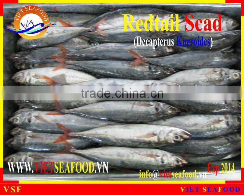 WHOLE FROZEN REDTAIL SCAD