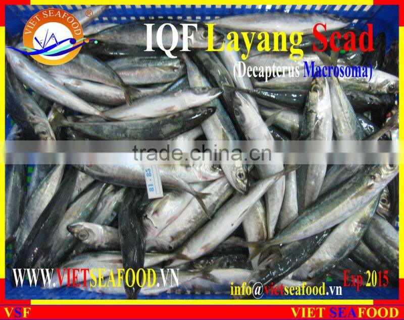 IQF LAYANG SCAD WHOLE ROUND