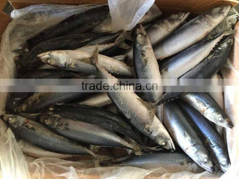 2016 landing sea frozen mackerel 200-250g