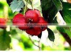 Sargentodoxa cuneata