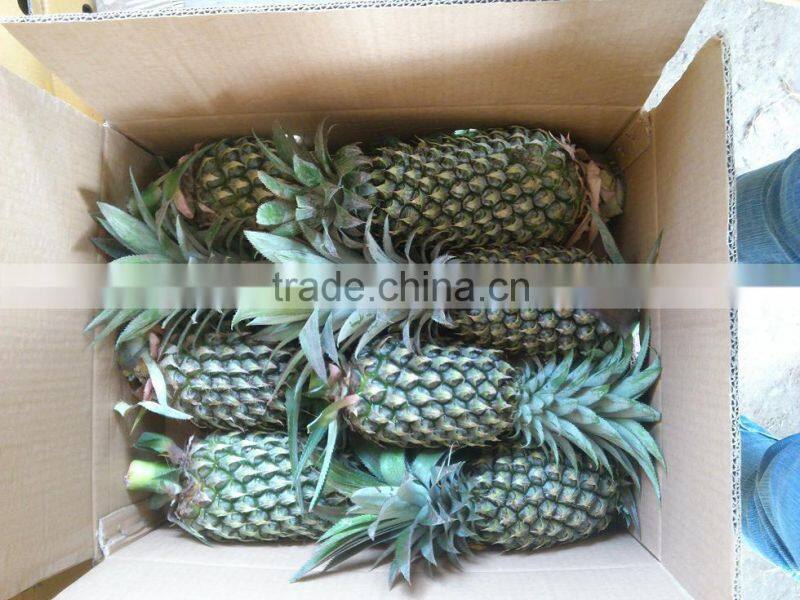 Fresh sweet Pineapple with best price from Vietnam