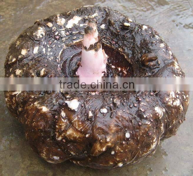 Japan konnyaku sponge