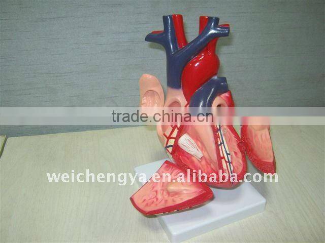 Heart anatomic model(biomedicine apparatus)/medical anatomical skull