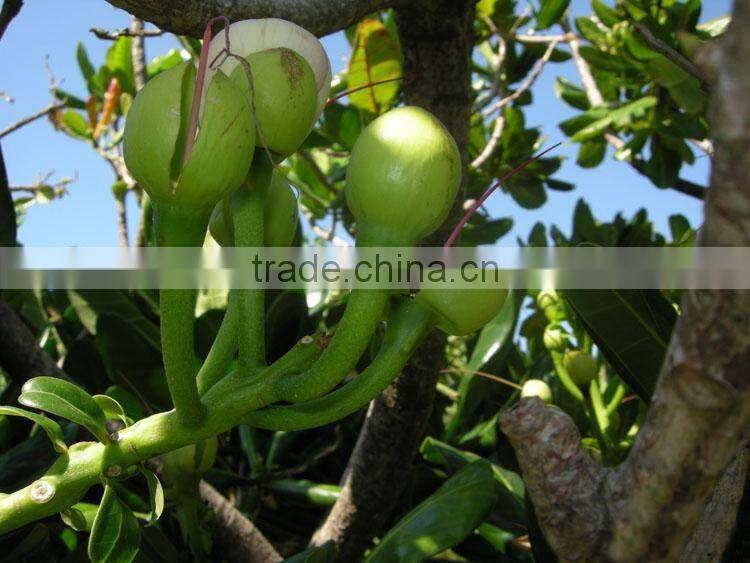 The landscape tree Barringtonia asiatica seedling