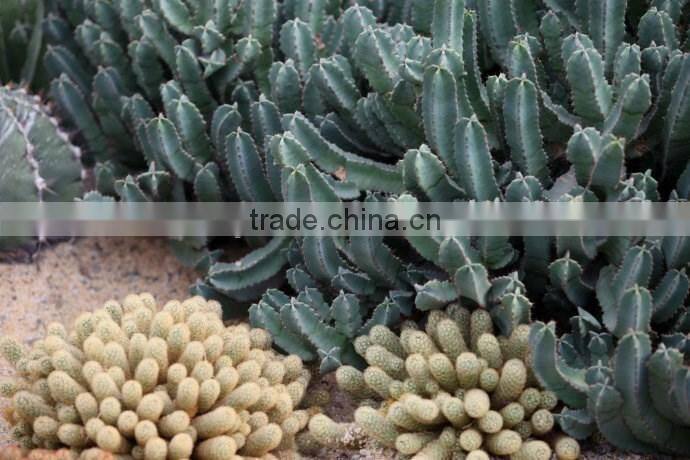 Carnegiea gigantea Britton et Rose, Saguaro, pot plants, bonsais