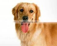 manufacturer of China stainless dog cage
