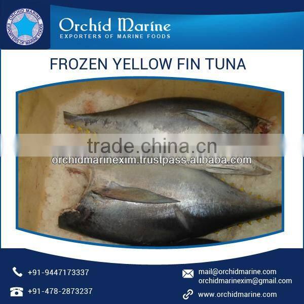 Fresh Canned and Frozen Yellow Fin Tuna Fish Exporter