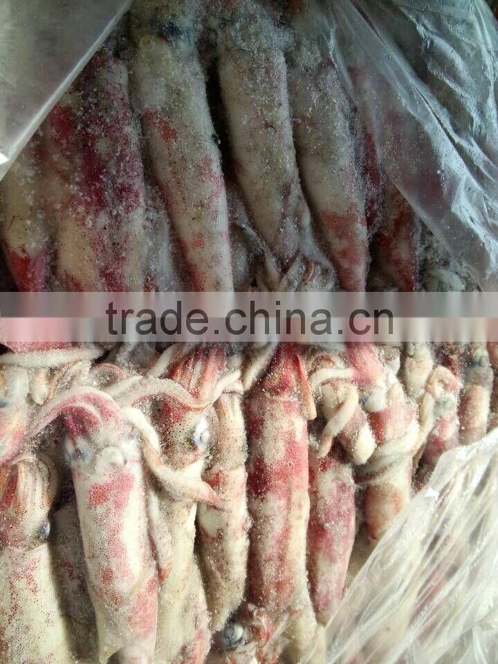 Frozen Loligo Squid Chinensis