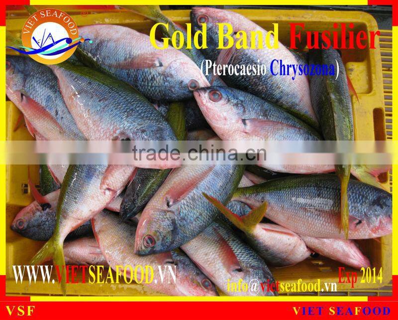 FROZEN GOLD BAND FUSILIER WHOLE ROUND