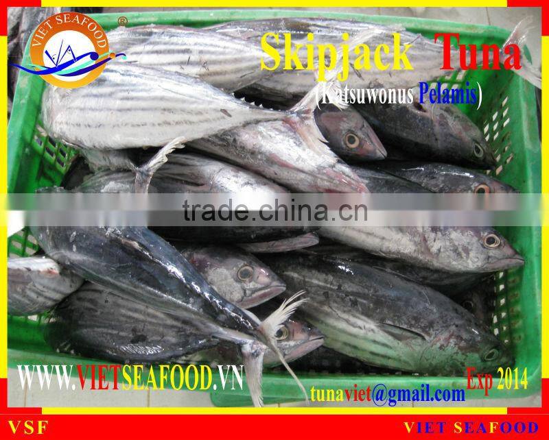 W/R FROZEN SKIPJACK TUNA