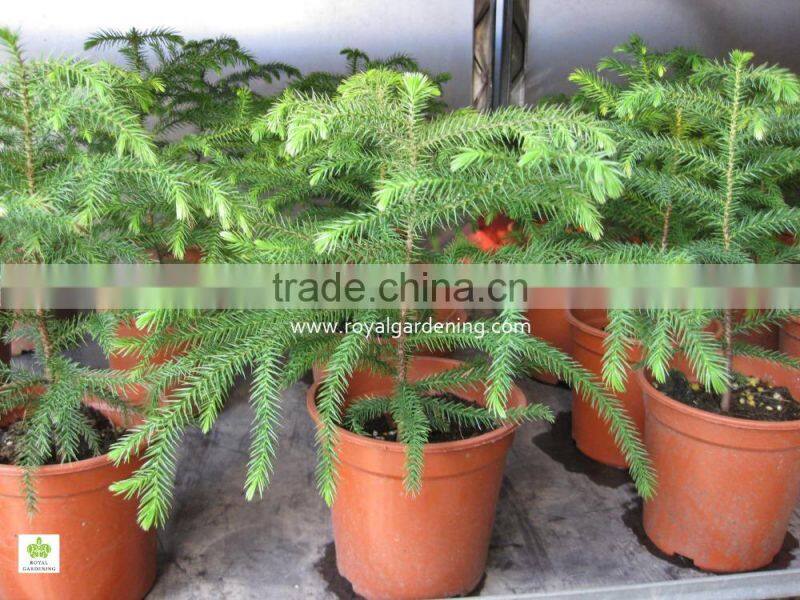 Araucaria cunninghamii