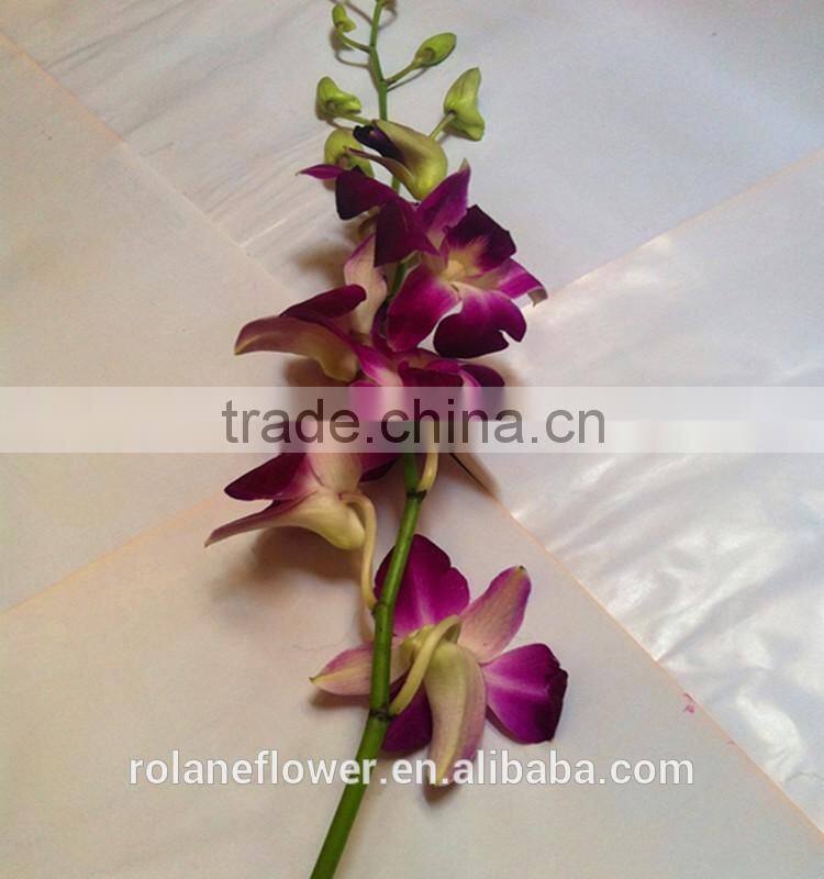 purple cattleya orchid plants export for wedding event decoration
