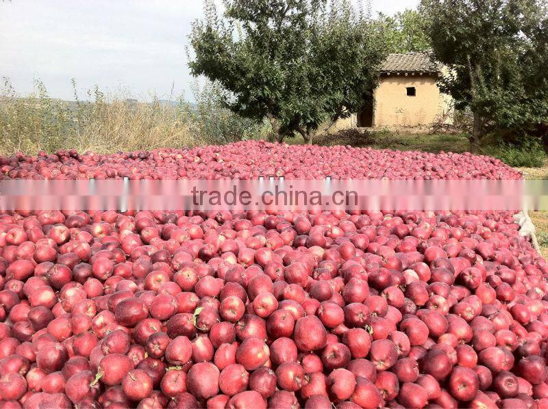 apple price