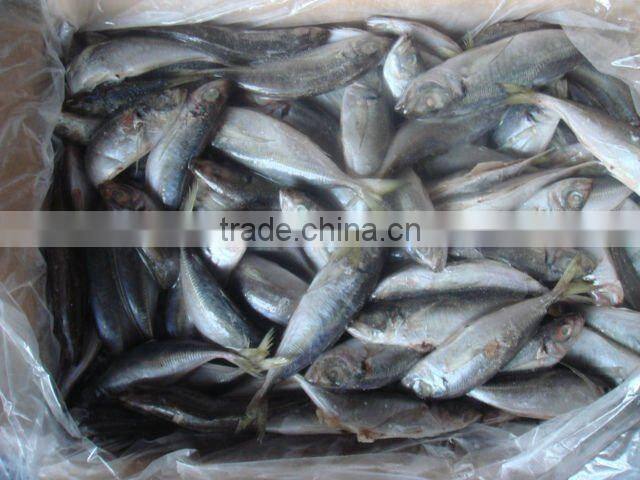 frozen horse mackerel