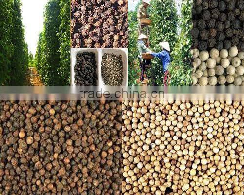 BLACK PEPPER VILACONIC