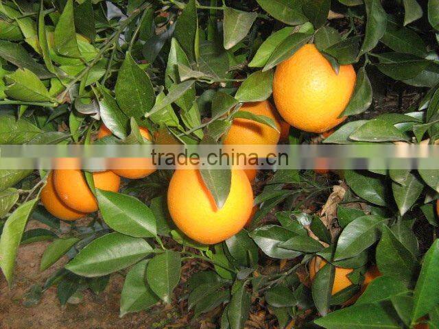 Bulk Navel Orange Fruits for Sale