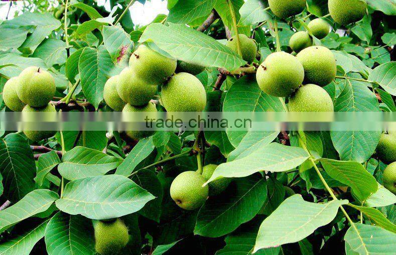 2012 walnut for sale