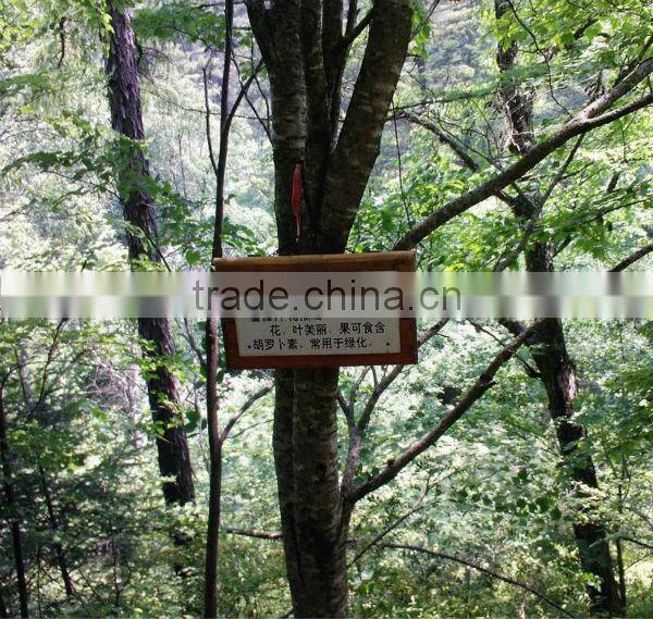 Dried wild red sorbus fruit