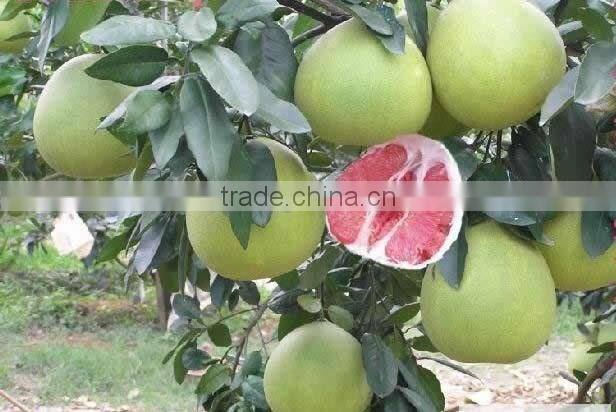 Delicious fruit pomelo