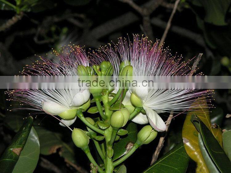 The landscape tree Barringtonia asiatica seedling