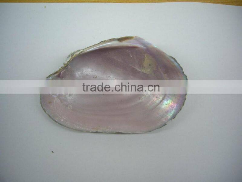 raw American pink shell