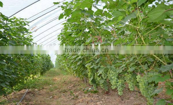 high quanlity greenhouse plastic film Low Tunnel Films Greenhouse Roofing