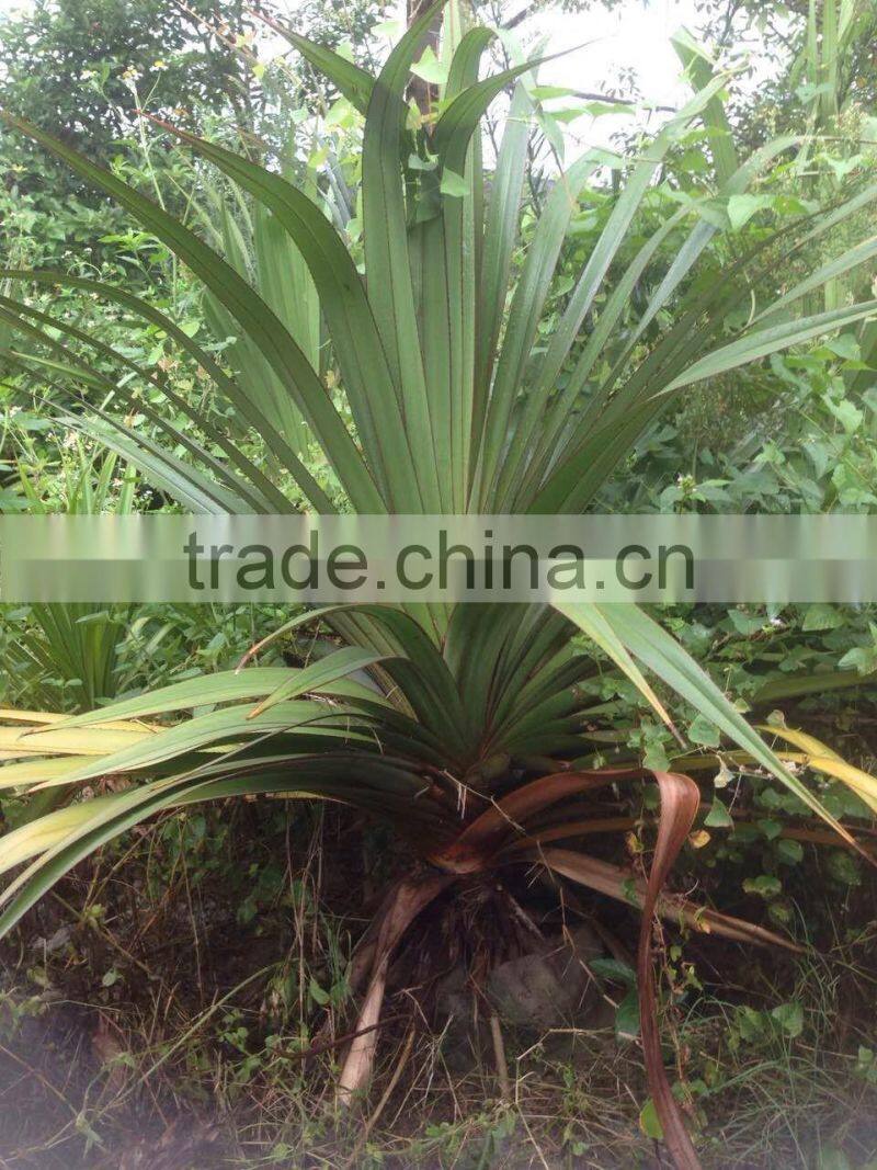 Pandanus utilis, Screw Pine, Screw-Pine