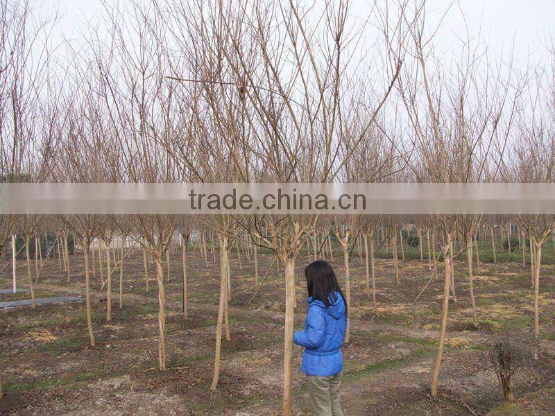 lagerstroemia indica