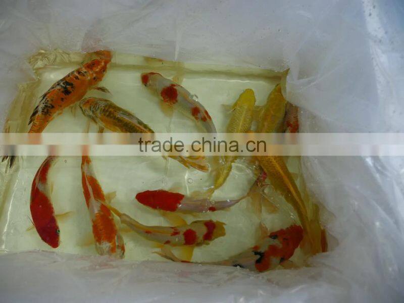 Mix color Koi carp fish wholesale in Thailand