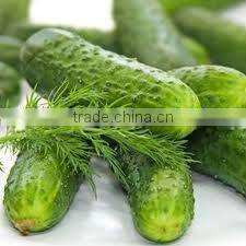 Pickled Cucumber & Tomato together in glass jar for export