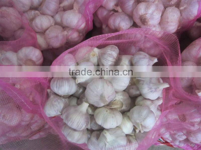 garlic exporter