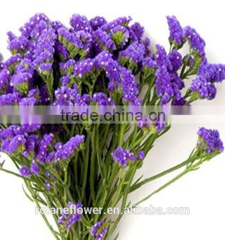 supply long flower period fresh cuttting statices flowers from yunnan province china