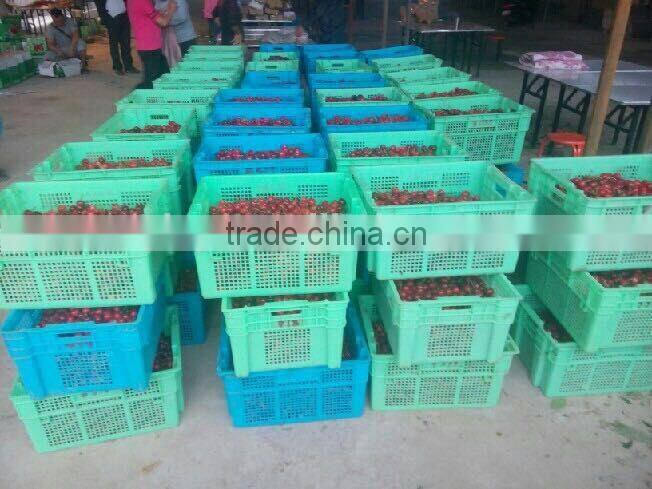 bagged 18 degree sugar content of china fresh cherries