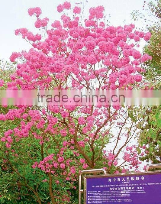 Tabebuia pentaphylla